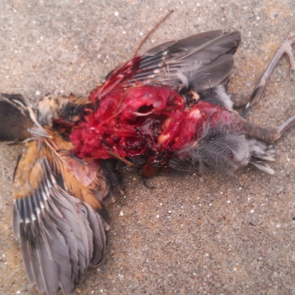 Meet your Posher, Alexis - Picture 1 of 1